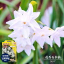 花香る水仙 【タリア】 球根 (2球入) (植え付け時期9月中旬~12月下旬) 【予約販売】9月下旬以降入荷予定