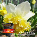 大カップ咲き水仙 アイスキング 【2球植え】 6号ポット 大カップ咲き水仙 アイスキング 【2球植え】 6号ポット