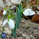 【マウントエベレスト】 スノードロップ 球根 (3球入) 新潟県産 (植え付け時期12月下旬まで) 【予約販売】9月下旬以降入荷予定