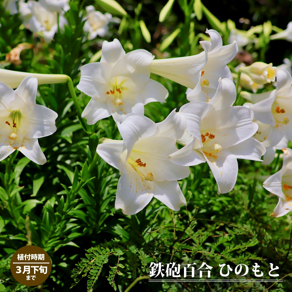 【ひのもと】 鉄砲百合 球根 （2球入り） （植え付け時期8月上旬〜3月下旬） 【予約販売】8月頃発送予定。のサムネイル