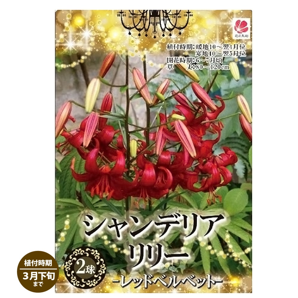 シャンデリアリリー 【レッドベルベッド】 ユリの球根 （2球入り） （植え付け時期10月〜翌年3月下旬） 【予約販売】10月下旬頃発送予定。のサムネイル