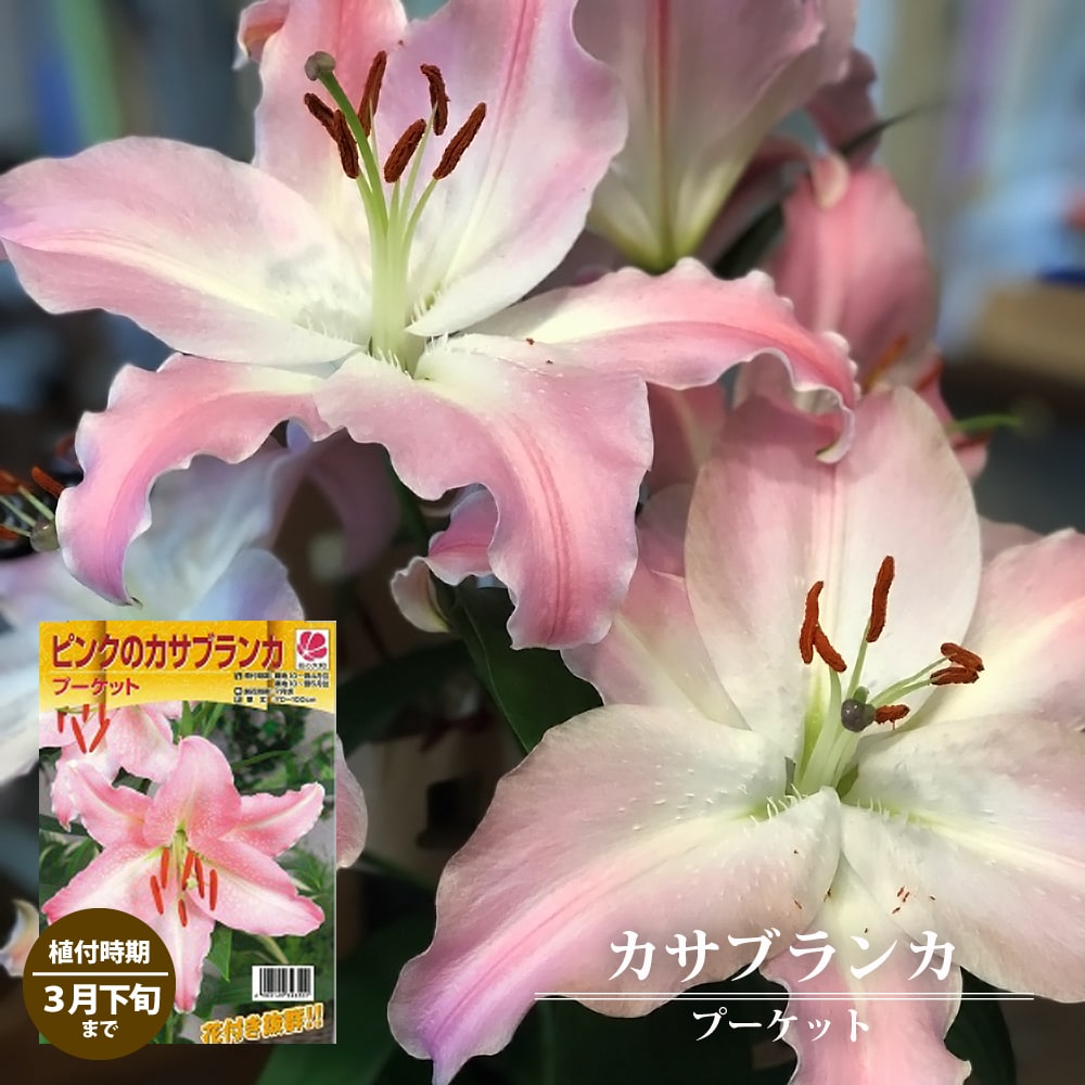 ピンクのカサブランカ 【プーケット】 球根 （1球入） （植え付け時期10月～翌年5月まで） 【予約販売】10月下旬頃発送予定。のサムネイル