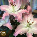 ピンクのカサブランカ 【プーケット】 (1球入) ラベルなし球根 (植え付け時期3月下旬まで) 【予約販売】10月中旬頃入荷予定