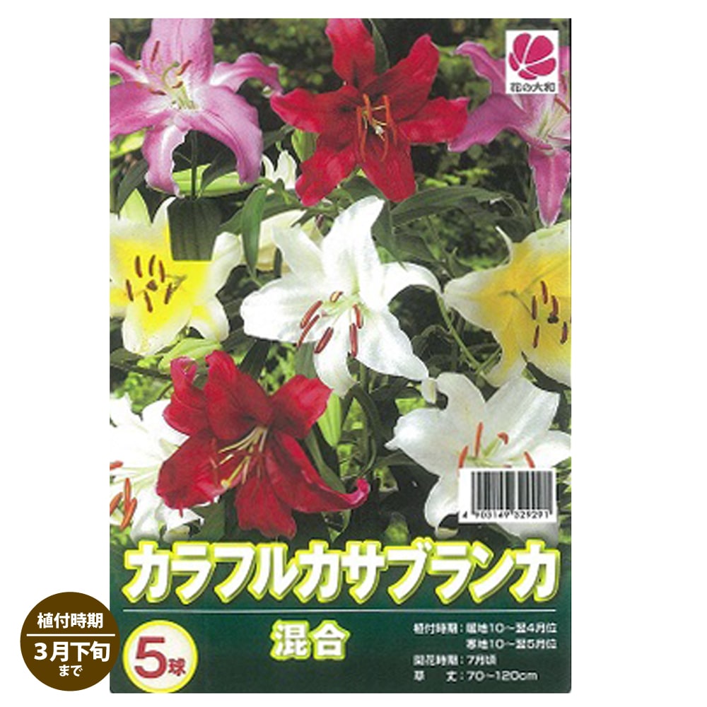 【カラフルカサブランカ】 球根 (5球入) （植え付け時期3月下旬まで） 【予約販売】10月中旬頃発送予定。のサムネイル