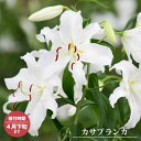 【カサブランカ】 球根 (1球入) （植え付け時期3月下旬まで）