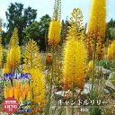 【キャンドルリリー (エレムルス)】 橙色 (1株入) (植え付け時期10月上旬~4月下旬まで) 【予約販売】10月下旬頃入荷予定