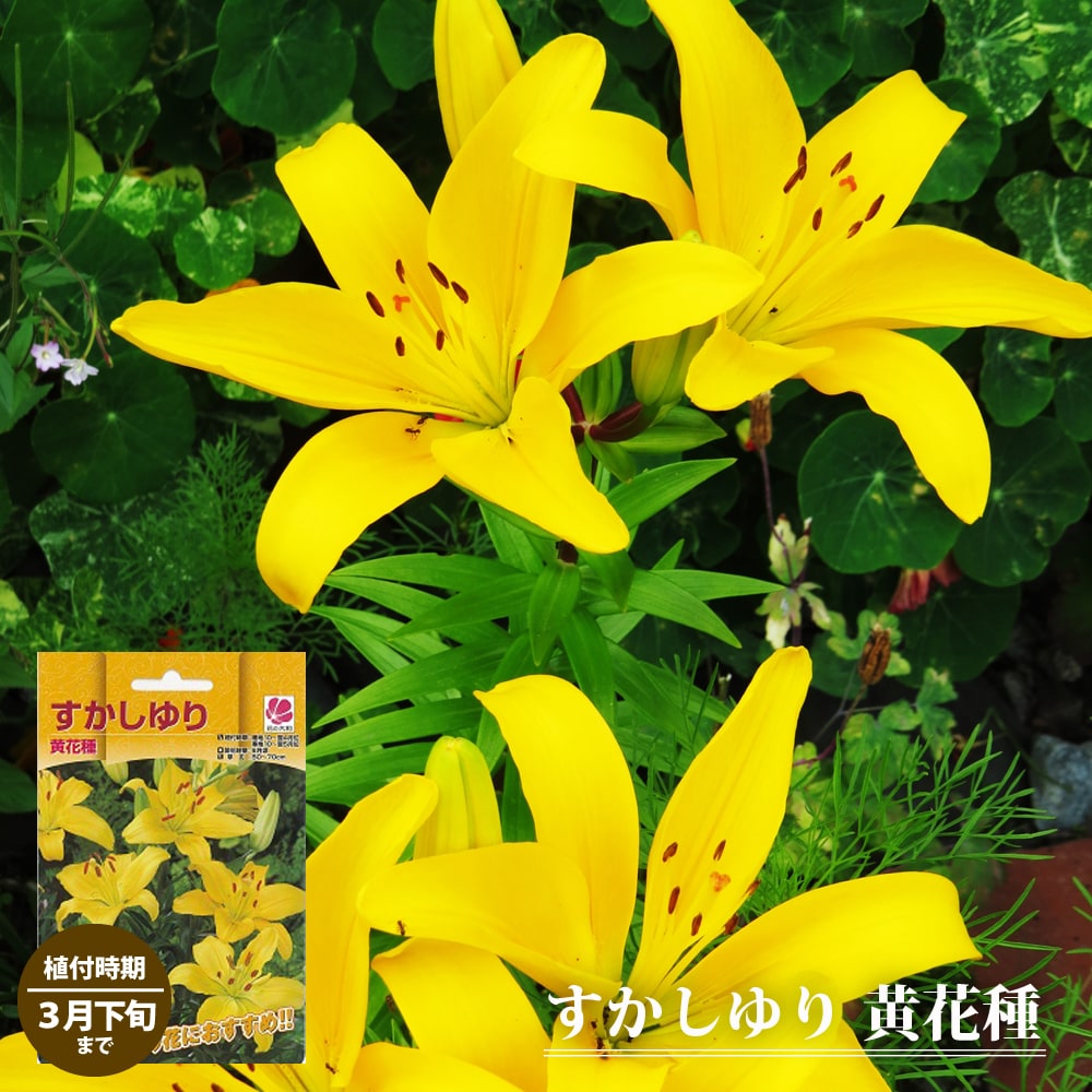 すかしゆり 【黄花種】 （2球入り） （植え付け時期10月～翌5月）