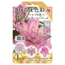 まほろば色彩百合 【ラッキーエンジェル】 球根 (1球入) (植え付け時期12月下旬まで) 【予約販売】10月中旬頃入荷予定