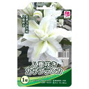 八重咲きカサブランカ エンブレス 球根 (1球入) 【予約販売】10月中旬頃入荷予定