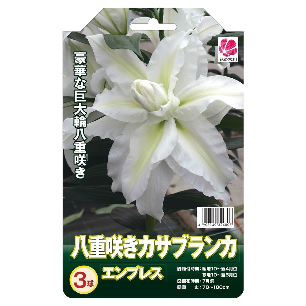 【八重咲きカサブランカ】 球根 (3球入) 【予約販売】10月下旬頃発送予定。のサムネイル