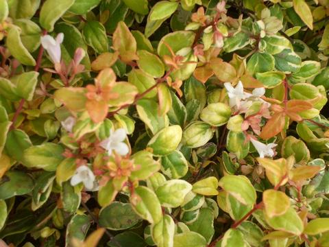 初心者 アベリアの育て方 植え付けから手入れ 挿し木までこれでバッチリ 暮らし の