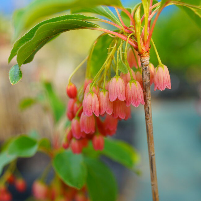 紅更紗ドウダンツツジ 根巻き大苗