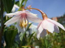 エゴノキ 赤花シダレエゴ 根巻き苗 庭木 落葉樹 シンボルツリー