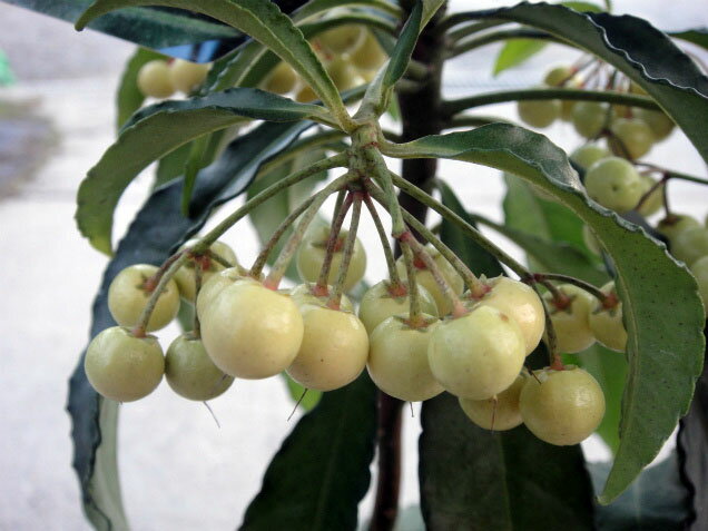 実つき 【大実万両（マンリョウ） 黄実】 5号ポット苗