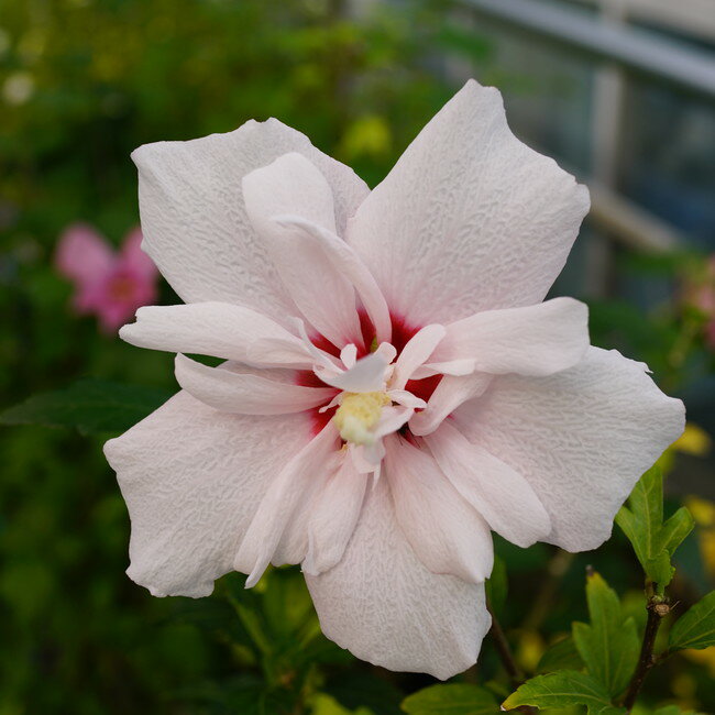 ムクゲの通販口コミおすすめランキング 花 園芸 エクステリア ツカエル 商品検索