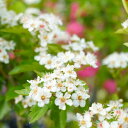 花芽付き ルビーサンザシ ポット苗 【観賞花木】