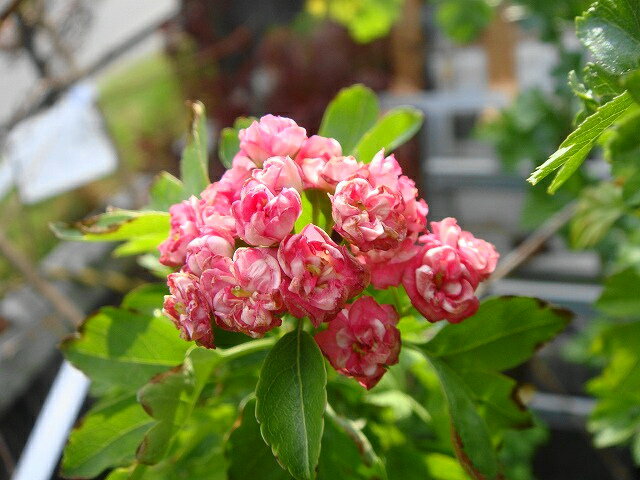 八重紅花サンザシ（メイフラワー）ポット苗 庭木 落葉樹 低木 【観賞花木】