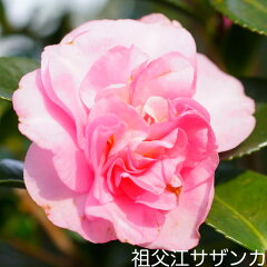 https://thumbnail.image.rakuten.co.jp/@0_mall/hana-online/cabinet/niwaki_hana/sazanka_sobue10.jpg