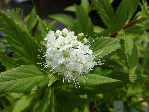 白花シモツケ ポット苗 庭木 落葉樹 グランドカバー 低木