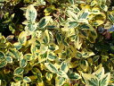 ツルマサキ “エメラルドゴールド” 5号ポット苗。 グランドカバー 庭木 常緑樹