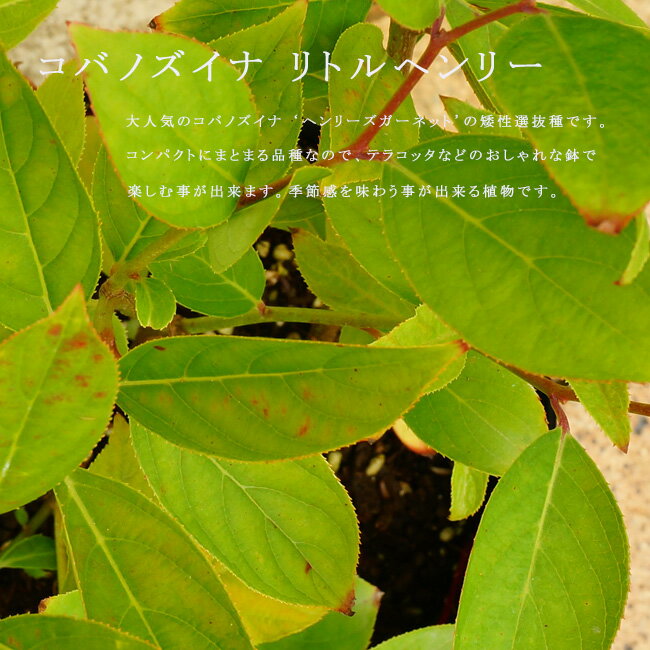 コバノズイナ 【リトルヘンリー】 5号ポット苗のサムネイル