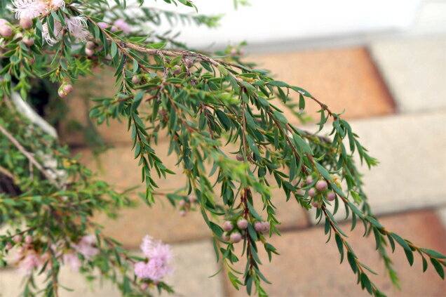 目隠しになるおしゃれな庭木15選 植木や生垣にピッタリの常緑樹をご紹介 暮らし の