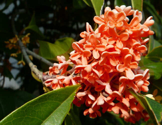 紅花キンモクセイ フレグランスレッド 根巻き苗