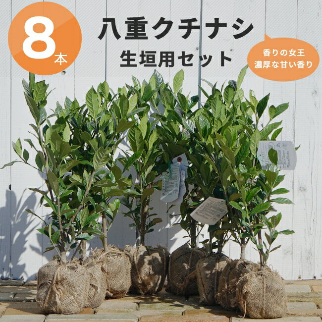 オオヤエクチナシ 根巻き苗 生垣セット 【八重クチナシ 苗×8本】