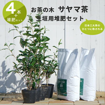 お茶の木 サヤマカオリ （狭山茶） ポット苗 堆肥 生垣セット 【狭山カオリ ポット苗 4本と花ひろば堆肥「極み」 2袋】 生垣 目隠し 低木 庭木 常緑樹