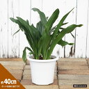 万年青(オモト)そのまま飾れる鉢植え