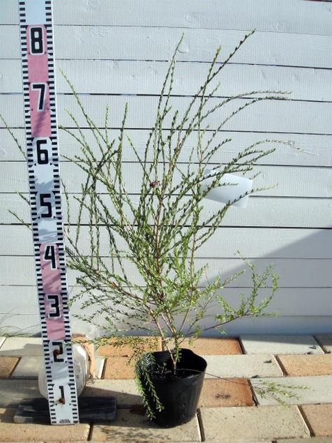 メラレウカの育て方は 剪定や植え替え 冬の時期の注意などのポイントをご紹介 暮らし の