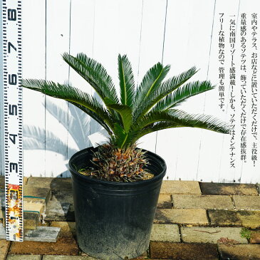 蘇鉄 (ソテツ) 60cm Good Style 大苗 観葉植物 庭木 常緑樹 【本数限定販売】