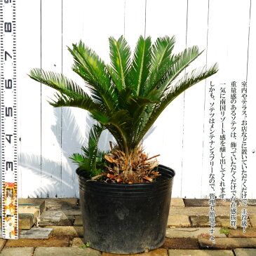 蘇鉄 (ソテツ) 70cm Good Style 大苗 観葉植物 庭木 常緑樹 【本数限定販売】