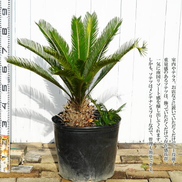 蘇鉄 (ソテツ )80cm Good Style 特大苗 観葉植物 庭木 常緑樹 【本数限定販売】 【西濃運輸お届け】【北海道・沖縄・離島不可】