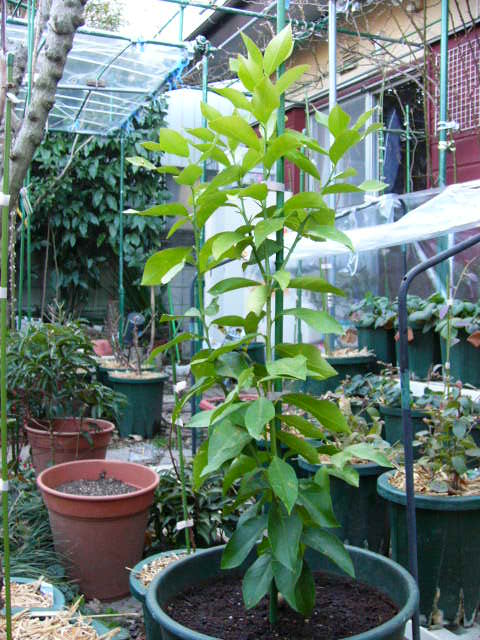 失敗。また失敗。重ねて失敗？「レモンちゃん」が根付くとよいのだが・・・ ライパチ君のレモン部日記のサムネイル