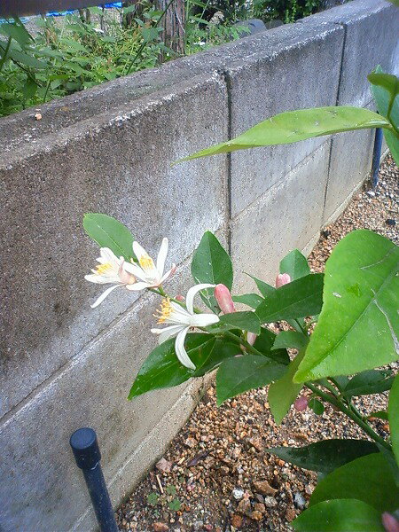 今日、お花が咲きました。たぶん7〜8輪は咲いていたと思います。 ミカンママさんのレモン部日記