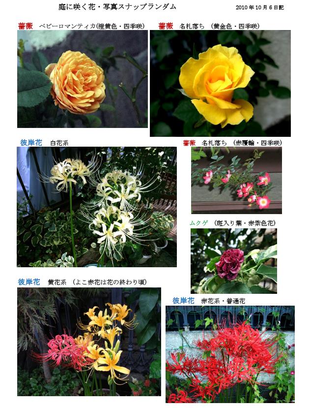 庭に咲いた鉢植え花のスナップ写真を載せてみました とんとんさんのレモン部日記