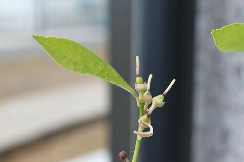 う〜〜ん、ほんといい香り♪ のんのさんのレモン部日記のサムネイル