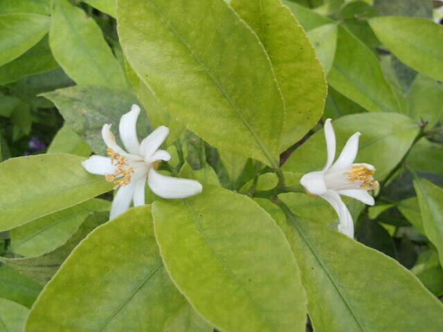 今日、咲きました(^-^)v のんのさんのレモン部日記のサムネイル