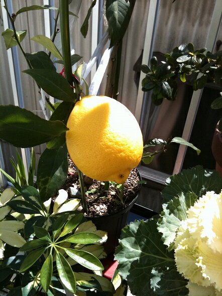 1個だけ、こんなに大きく育ちました！ みわこさんのレモン部日記のサムネイル