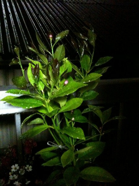 またまた、まとめて提出が得意なみわこです。 みわこさんのレモン部日記のサムネイル