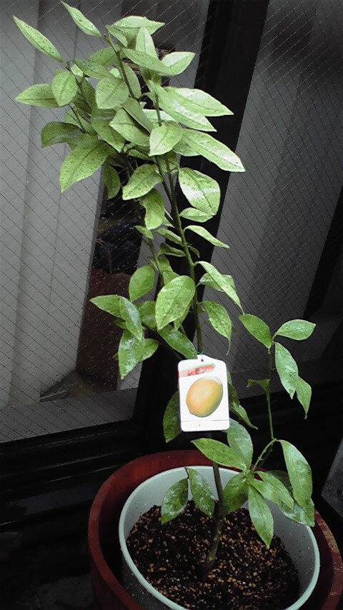 ハダニを退治するであります！！ みかんさんのレモン部日記のサムネイル