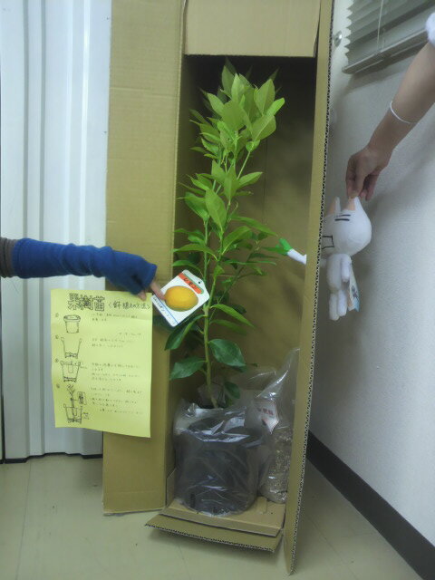 みんなでレモンティー飲むぞッ（｀・ω・）！！ みかんさんのレモン部日記のサムネイル