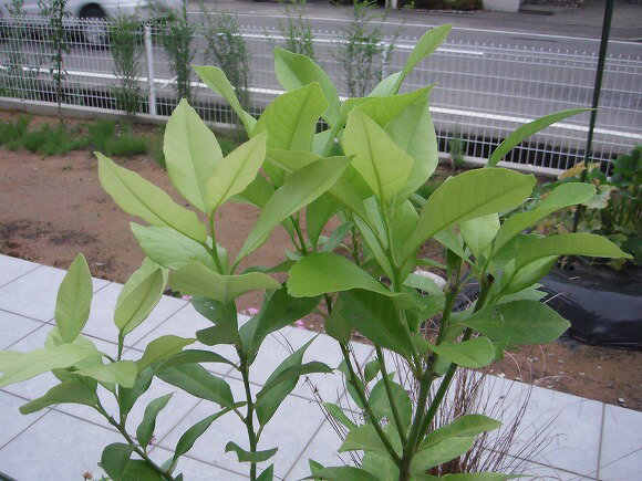 新葉で生き生きとしています。 ナゾベームさんのレモン部日記のサムネイル