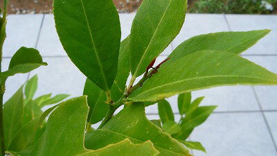 いまのところ一番動いている芽がこれです。 ナゾベームさんのレモン部日記のサムネイル