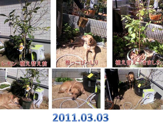 レモンの植え替えをしました。 はぎっちさんのレモン部日記