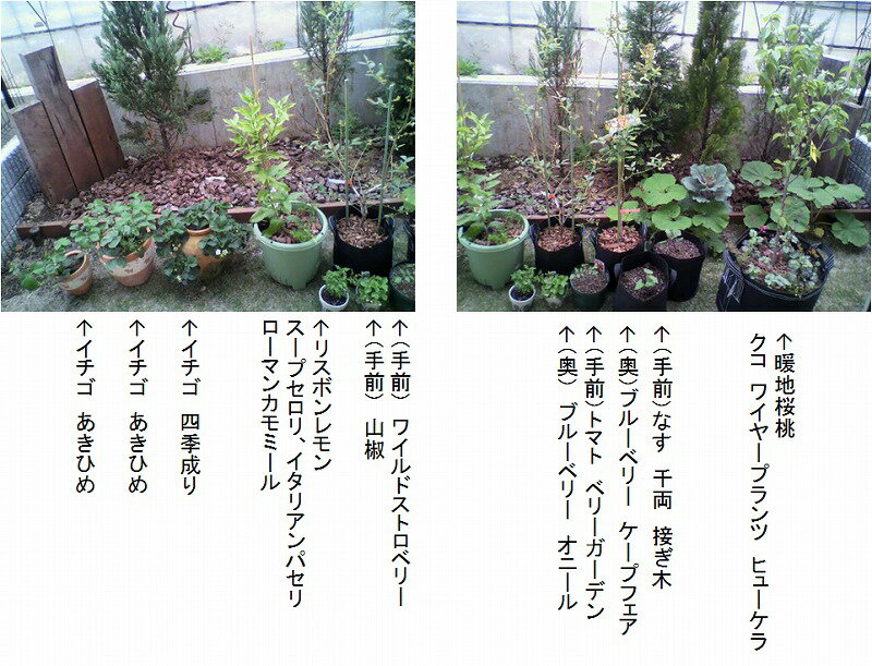 暖地サクランボの葉が芋虫化しはじめた！？ はぎっちさんのレモン部日記