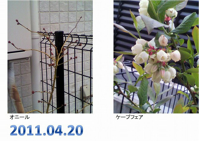 枝の下の方から、葉芽がのびようとしているんです（泣） はぎっちさんのレモン部日記のサムネイル