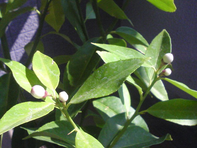 高所と成長の因果関係って、あるのでしょうか？ ぷち仲さんのレモン部日記のサムネイル