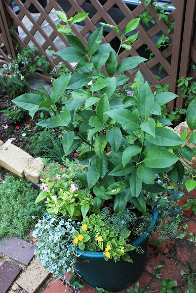 土が高温になる事も無く根にとっても快適かもしれないです りるる猫屋さんのレモン部日記のサムネイル